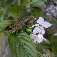 サクランボの画像