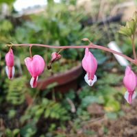 タイツリソウ,春がきたね〜♫,マイガーデン,花壇の花,武器ではなく花をの画像