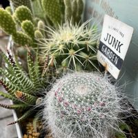 サボテン,花芽,ベランダガーデニング,サボテンの寄せ植え,どんな花咲くかな？の画像