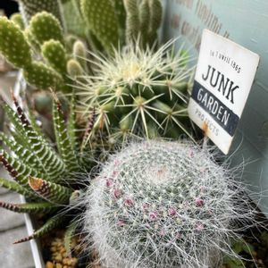 サボテン,花芽,ベランダガーデニング,サボテンの寄せ植え,どんな花咲くかな？の画像