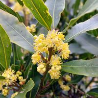 月桂樹,開花,花のある暮らし,ガーデ二ング,おうち園芸の画像