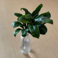 ドラセナ,幸福の木,スズラン亜科,観葉植物,ドラセナ属の画像