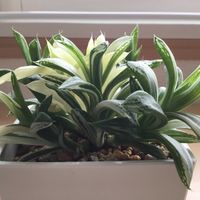 ハオルチア 宝草錦,多肉植物,ハオルチア属,窓辺の画像