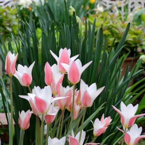 プランター,小さな庭の画像