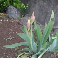 ジャーマンアイリス,ジャーマンアイリス,ニワウメ,芝桜,芝桜の画像