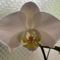 コチョウランの画像