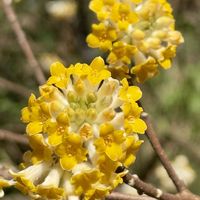 ミツマタの画像