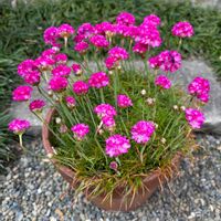 アルメリア,スマホ,ベランダの画像