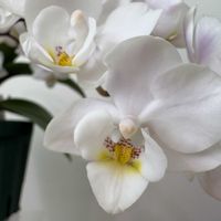 胡蝶蘭,ミディ胡蝶蘭,胡蝶蘭 ホワイトマジックの画像