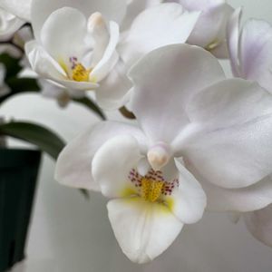 胡蝶蘭,ミディ胡蝶蘭,胡蝶蘭 ホワイトマジックの画像