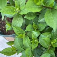 バラ,ばら,バラを楽しむ,ばら バラ 薔薇,ばら 薔薇 バラの画像