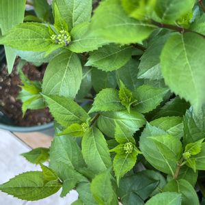 バラ,ばら,バラを楽しむ,ばら バラ 薔薇,ばら 薔薇 バラの画像