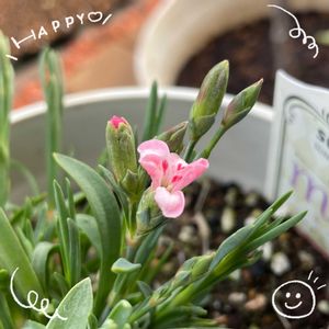 アマリリス,スイセン,スナップエンドウ,ナデシコミーテ,プランター野菜の画像