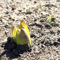 ヒアシンスの画像