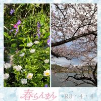 サクラ,ツルニチニチソウ,ノースポール,癒し,ありがとう♡の画像