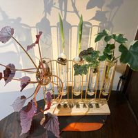 ベゴニア,へデラ,観葉植物,水耕栽培,球根植物の画像