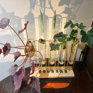 ベゴニア,へデラ,観葉植物,水耕栽培,球根植物の画像