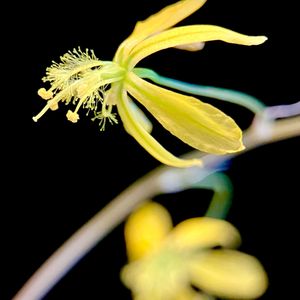 Bulbine mesembryanthoides,メセブリ,カクタス広瀬,窓辺の画像