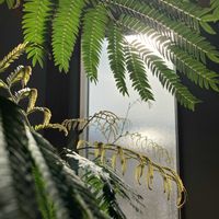 エバー・フレッシュ,エバー・フレッシュ,マメ科,ふるさと納税,コヨバ属の画像