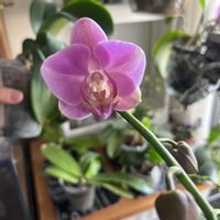 コチョウラン,胡蝶蘭,洋蘭,ラン科,着生蘭の画像