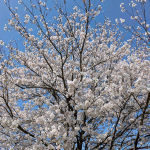 多肉植物,葉挿し,多肉寄せ植え,実生苗,さくら 桜 サクラの画像