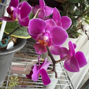 ミニ胡蝶蘭,癒される,花のある暮らし,元気もらえる,ピンク❤︎ピンクの画像