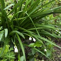 アマドコロ,アマドコロ,スノーフレーク,スノーフレーク,お出かけ先の画像