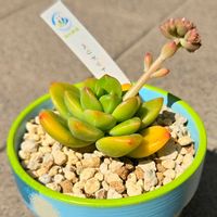 エケベリア,ペリドット,多肉植物,エケベリア属,初購入の画像