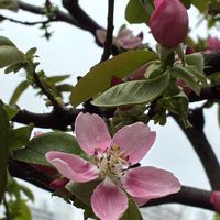 カリン,感謝,いつもありがとう♡,ピンクワールドへ ようこそ,しあわせ運べるようにの画像