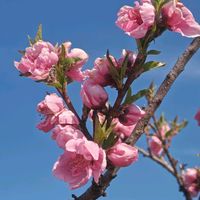 ハナモモ,ハナモモ,ハクモクレン,ハクモクレン,ハクモクレンの画像