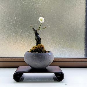 しだれ梅 司,ミニ盆栽,新潟県の画像