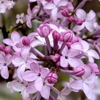 ライラックの画像