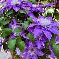 クレマチス,デルフィニウム,山野草,꒰ღ˘◡˘ற꒱かわゅ~,美しいの画像