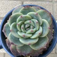 エケベリア,ももりん,多肉植物,多肉植物とサボテン,タニラーの画像