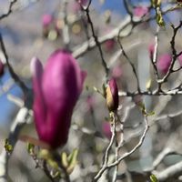 ボケ,モクレン,ミツバツツジ,連翹（レンギョウ）,源平桃の画像