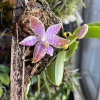 コチョウラン,胡蝶蘭,phal.luddemanniana,Phal.luddemanniana fma.coerulea(Sib),洋蘭の画像