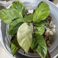 カラテア,カラテア ホワイトフュージョン,カラテア　タイビューティー,観葉植物,グリーンのある暮らしの画像