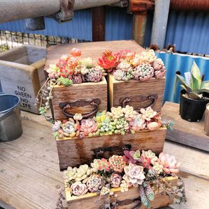 グリーンネックレス,多肉の寄せ植え,多肉棚,GSに感謝。,錆び雑貨の画像