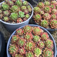 レティジア,レティジア,レティジア,レティジア,白ボタンの画像