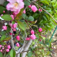 アセビ,イチゴ,ブルーベリー,ハナカイドウ,プラムの画像