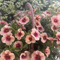 カリブラコア,お花,花のある暮らし,植物のある暮らし,ありがとう♡の画像