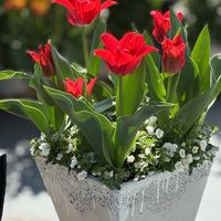 ステラ,ダブルデッカー,PR,チューリップ球根,超カルスNCRの画像