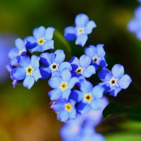 ワスレナグサ,ワスレナグサ,勿忘草,ブルーの花,堺市都市緑化センターの画像