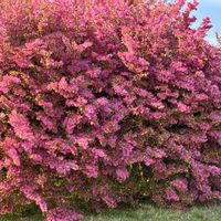 ユキヤナギ,トキワマンサク,満開の画像