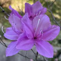 ツツジ,お花は癒し,花が好き❤,☆携帯撮影☆の画像
