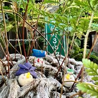 トキワシノブ,ニチニチ草,ラブリーローズ,寄せ植え,花芽の画像