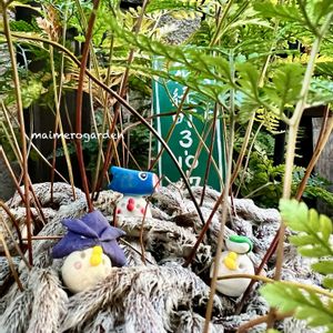 トキワシノブ,ニチニチ草,ラブリーローズ,寄せ植え,花芽の画像