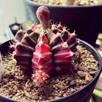 緋牡丹錦,ギムノカリキウム・緋牡丹錦,ギムノカリキウム ミハノビッチ,子株,花芽の画像