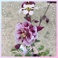 オダマキ,お庭,我が家の花壇,美しい,初めましての画像