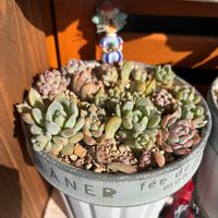 多肉,エケベリア,プロリフェラ,多肉植物,ベランダガーデンの画像